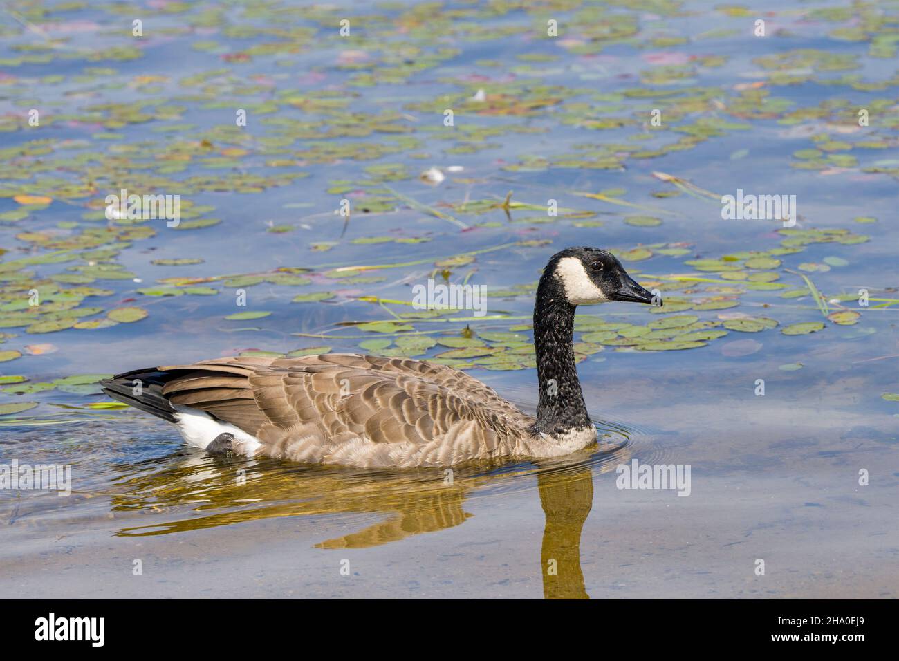 Kanada Gänsevögel schwimmen in seiner Umgebung und Umgebung Lebensraum, mit verschwommenem Wasser und Seerosen Pads Hintergrund in der Sommersaison. Stockfoto