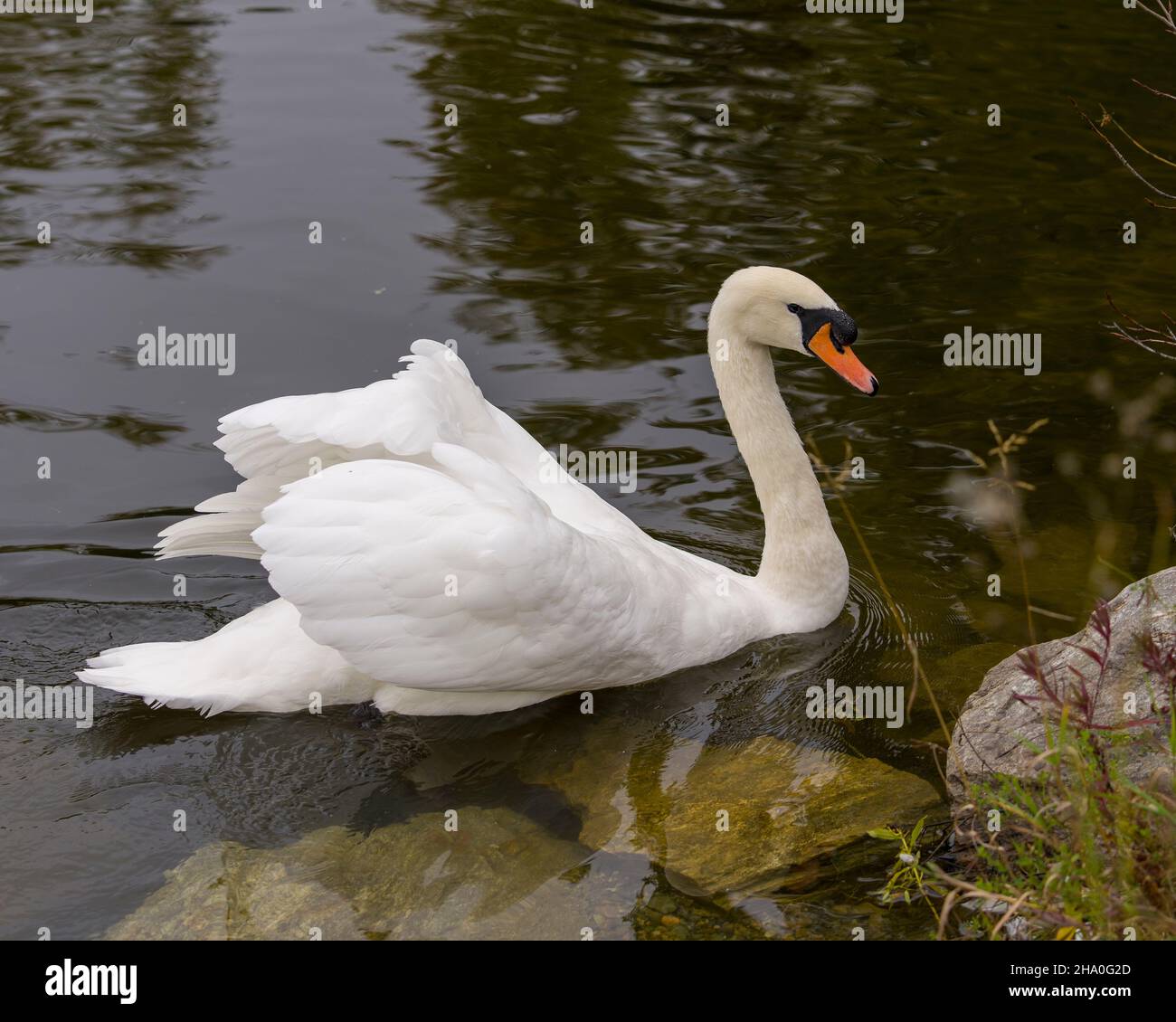 Schwan Mute Vogel schwimmen mit ausgebreiteten weißen Flügeln mit Wasser Hintergrund in seiner Umgebung und Lebensraum Umgebung. Hochformat. Bild. Stockfoto Schwan Mute Vogel schwimmen mit ausgebreiteten weißen Flügeln mit Wasser Hintergrund in seiner Umgebung und Lebensraum Umgebung. Hochformat. Bild. Stockfoto