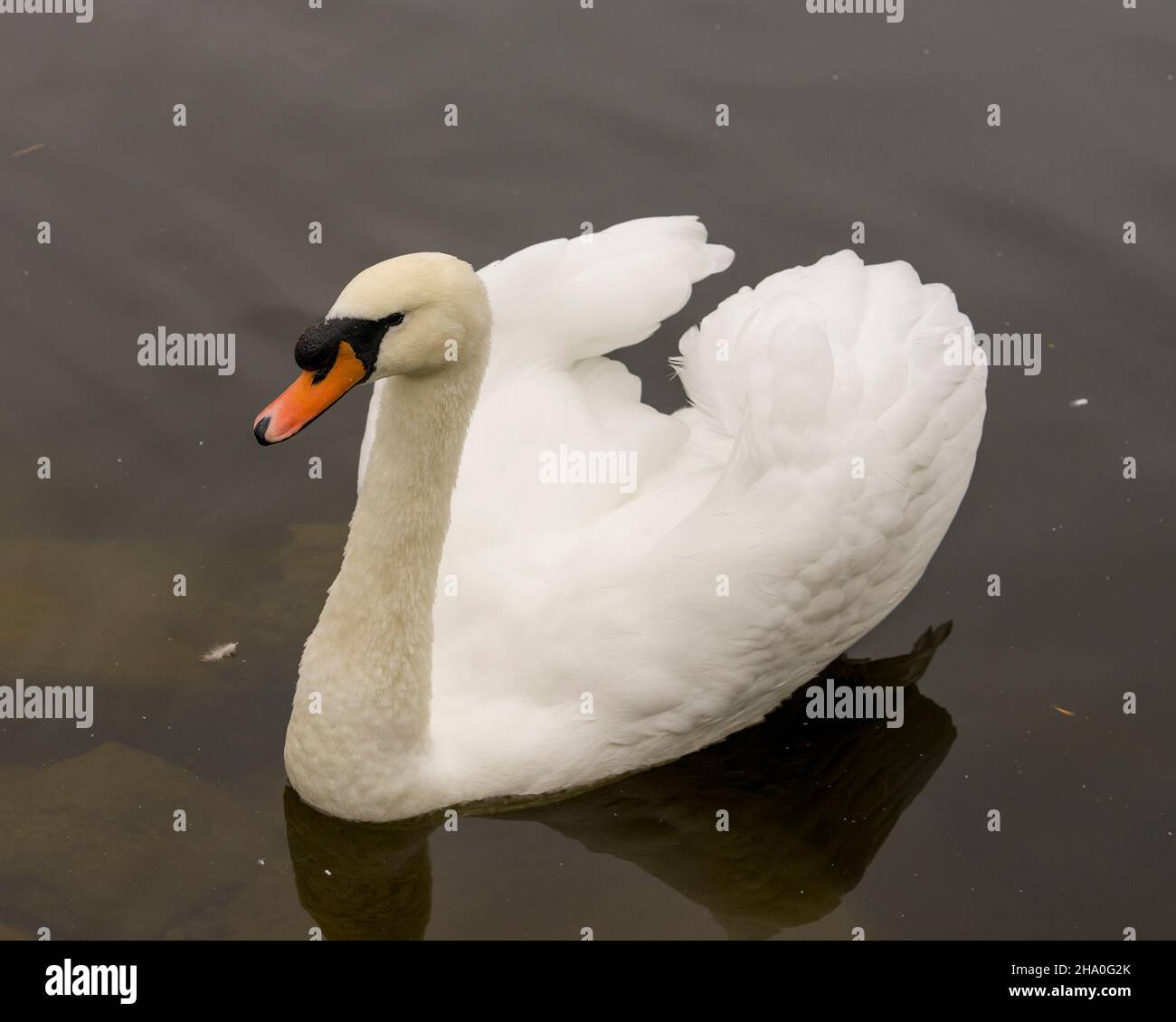Schwan Mute Vogel schwimmen mit ausgebreiteten weißen Flügeln mit Wasser Hintergrund in seiner Umgebung und Lebensraum Umgebung. Hochformat. Bild. Stockfoto Schwan Mute Vogel schwimmen mit ausgebreiteten weißen Flügeln mit Wasser Hintergrund in seiner Umgebung und Lebensraum Umgebung. Hochformat. Bild. Stockfoto