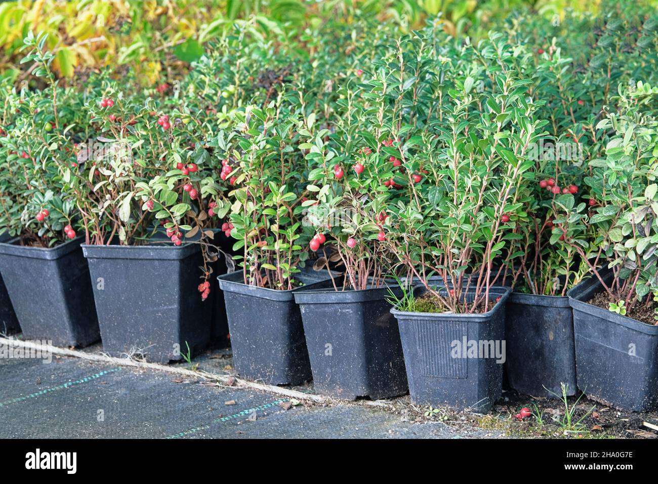 Gartengeschäft. Sämlinge der Berberitze in den Töpfen im Gartenlager. Gärtnerei von Berberis für die Gartenarbeit. Stockfoto