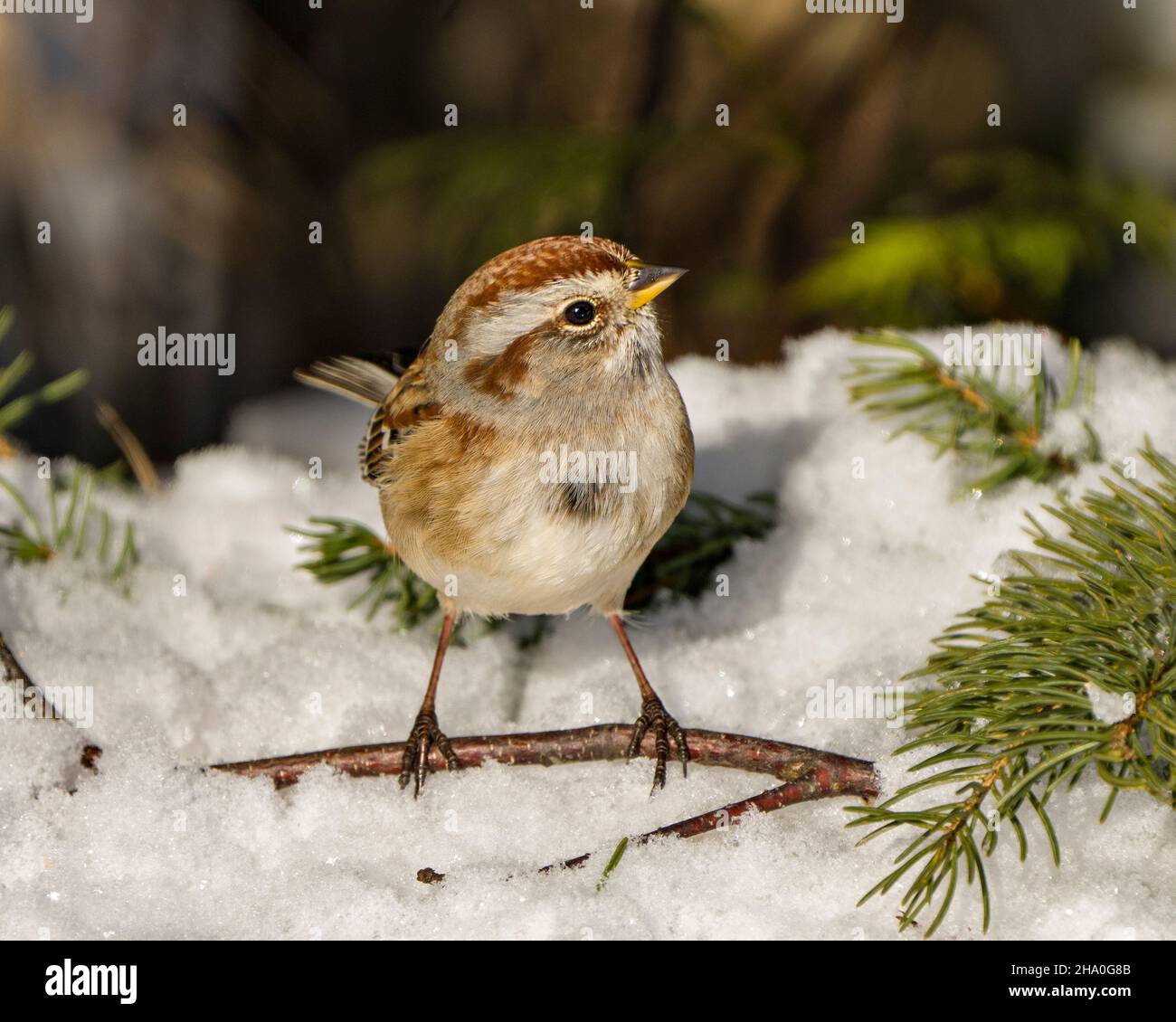 Weißkronenvögel thronen auf einem Baum mit Schnee und verwischen den Hintergrund in seiner Umgebung und Umgebung. Stockfoto