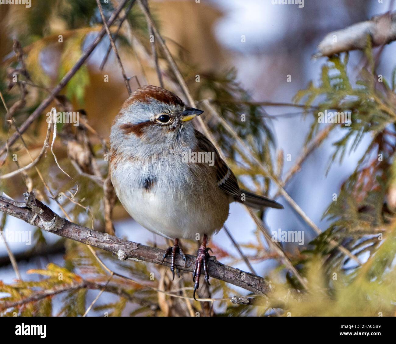 Der Weißkronenvögel thront auf einem Baum mit unscharfem Hintergrund in seiner Umgebung und Umgebung und zeigt ein braunes Federgefieder. Stockfoto