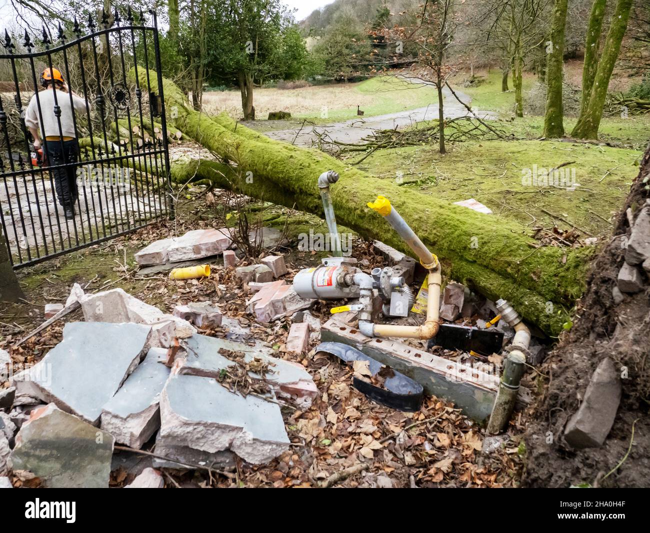 Ein Baum in Ambleside wurde von Storm Arwen, einem extrem mächtigen Sturm, auf eine Gasleitung geblasen, der enorme Schäden und Verluste an Menschenleben verursachte. Stockfoto