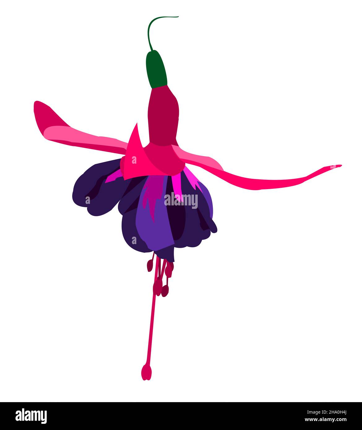 vektor einer einzigen Fuchsia Blume, mit Farben rosa und lila, isoliert auf einem weißen Hintergrund Stock Vektor