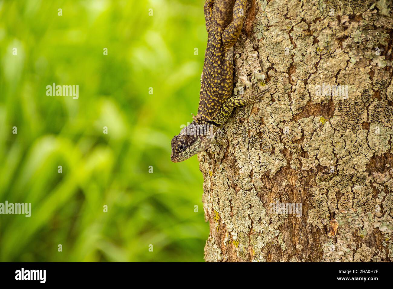 Goiânia, Goias, Brasilien – 7. Dezember 2021: Eine Eidechse auf dem trockenen Stamm eines Baumes mit verschwommenem grünem Hintergrund. Stockfoto