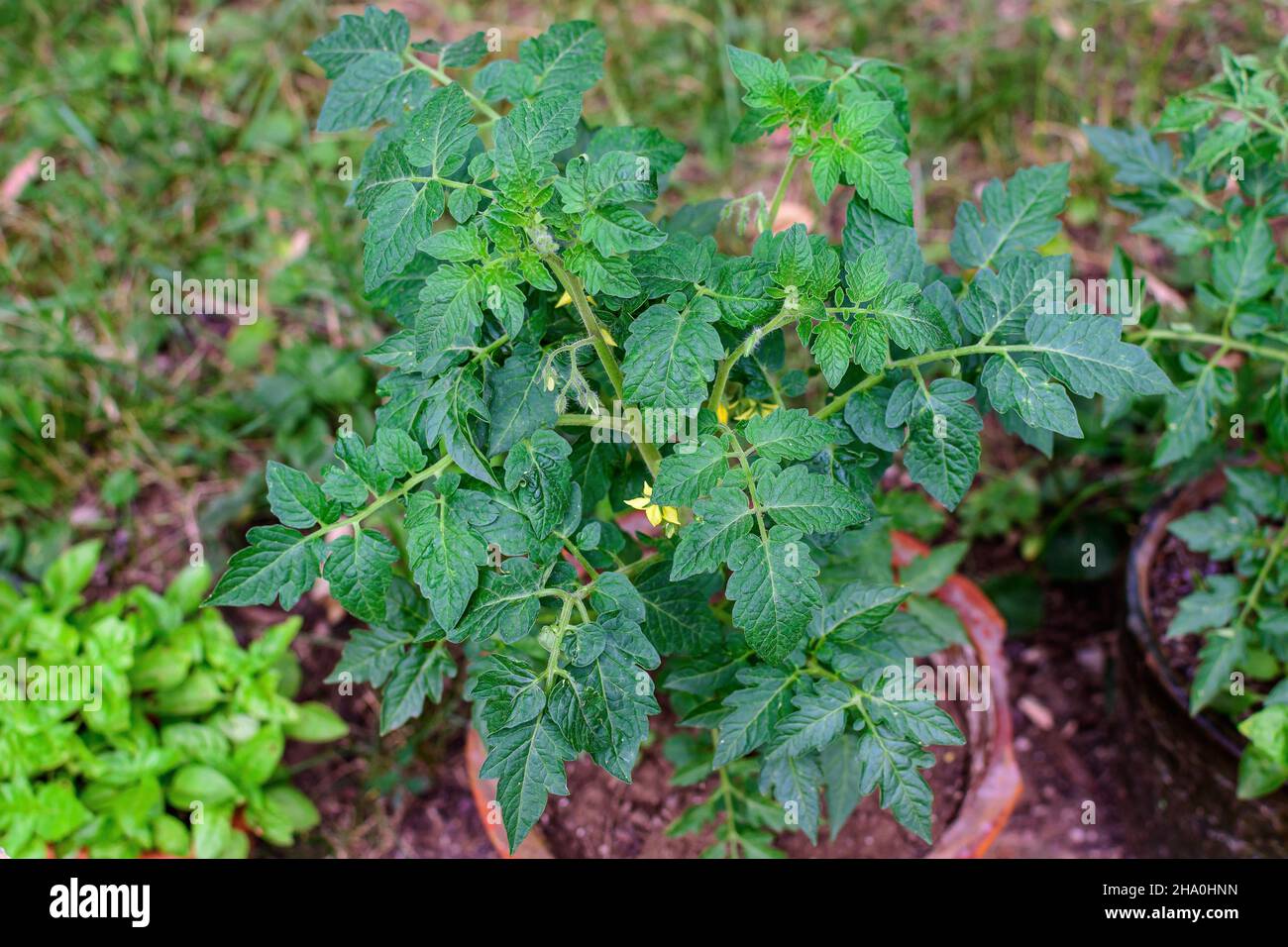 Nahaufnahme einer jungen Tomatenpflanze mit grünen Blättern in direkter Sonneneinstrahlung, in einem Kräutergarten, an einem sonnigen Sommertag, schöner monochromer Outdoor-Backgr Stockfoto