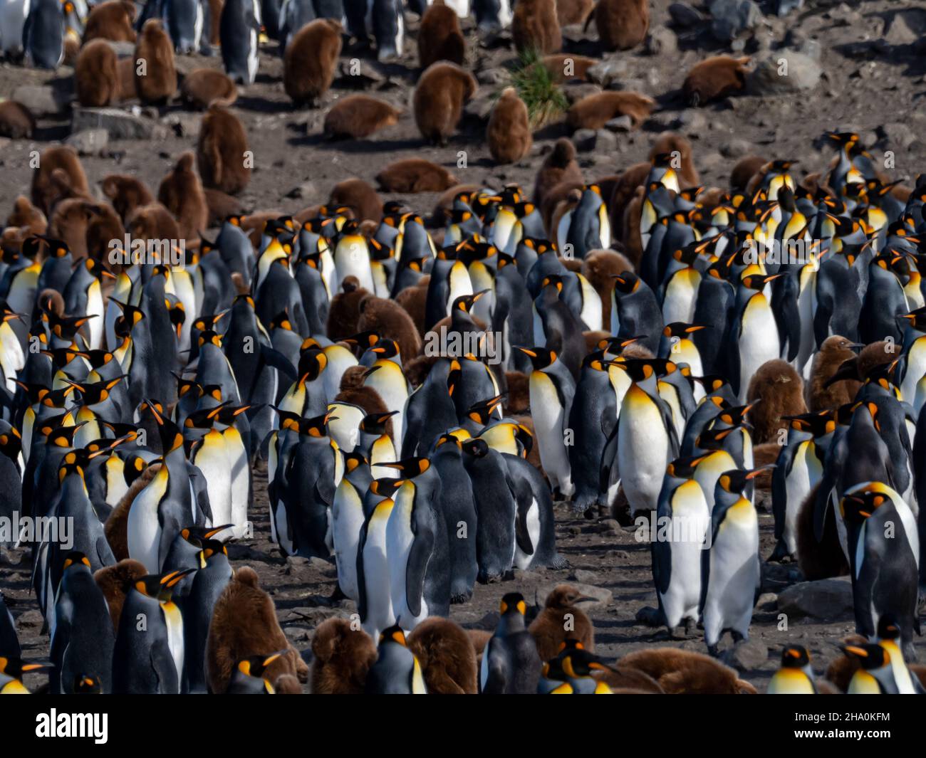 Königspinguin, Aptenodytes patagonicus, an der größten Kolonie in St. Andrews Bay, South Georgia Island Stockfoto