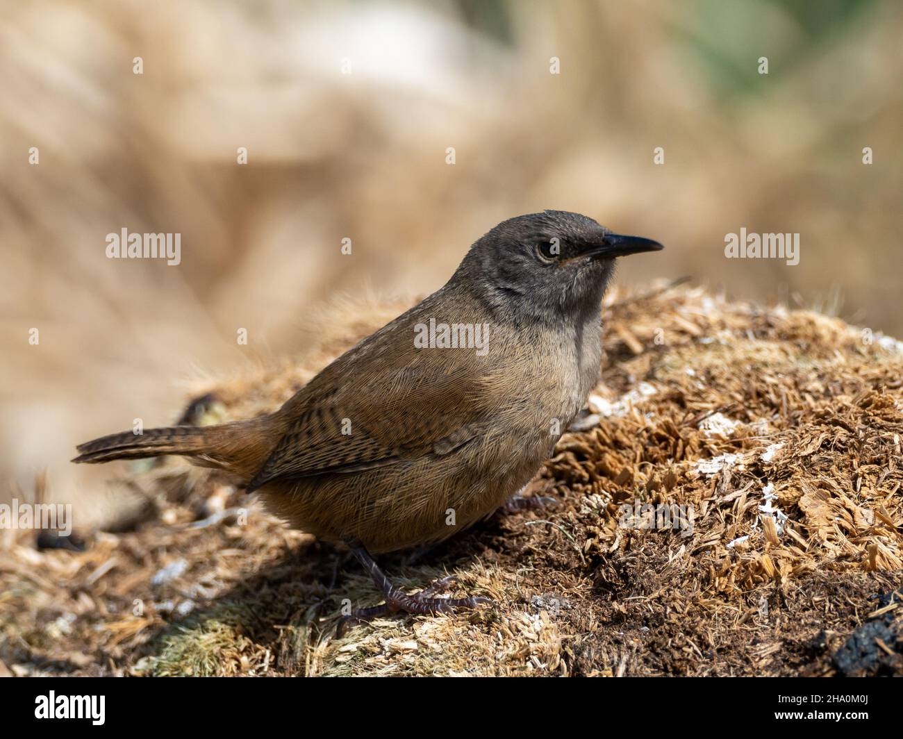 Cobb-Zaunkönig, Troglodytes Cobbi, ein endemischer Vogel, der nur auf den Falkland-Inseln gefunden wird Stockfoto