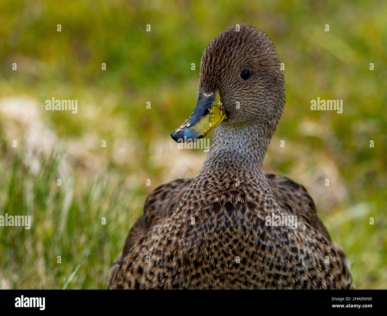 South Georgia Pintail, Anas georgica, eine Art, die sich nach der Ausrottung von nicht-einheimischen Ratten auf der Insel South Georgia erholt Stockfoto