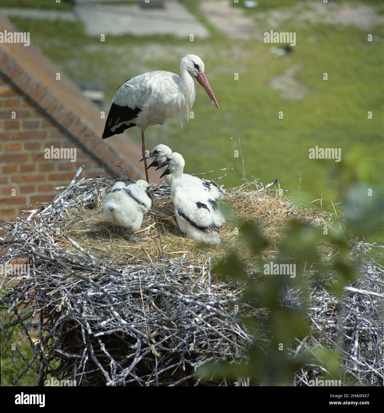 Polska 07,1986. Mazurskie bociany. meg PAP/Jan Morek Dok³adny dzieñ wydarzenia nieustalony. Polen, Juli 1986. Storchenfamilie in ihrem Nest in Polen. PAP/JAN MOREK Stockfoto