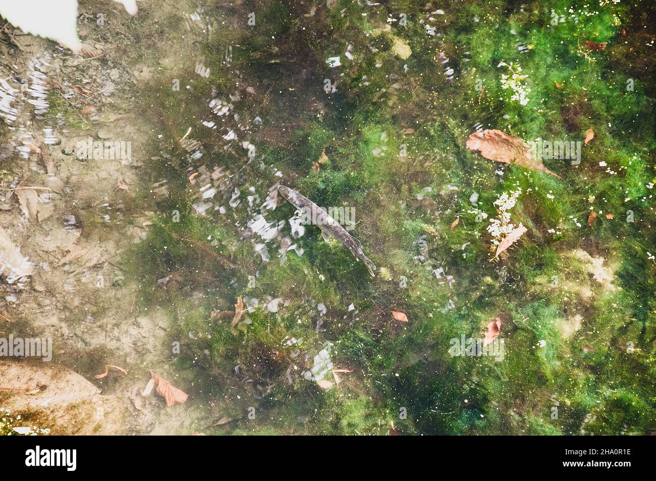 Fisch und algen Fotos und Bildmaterial in hoher Auflösung Alamy