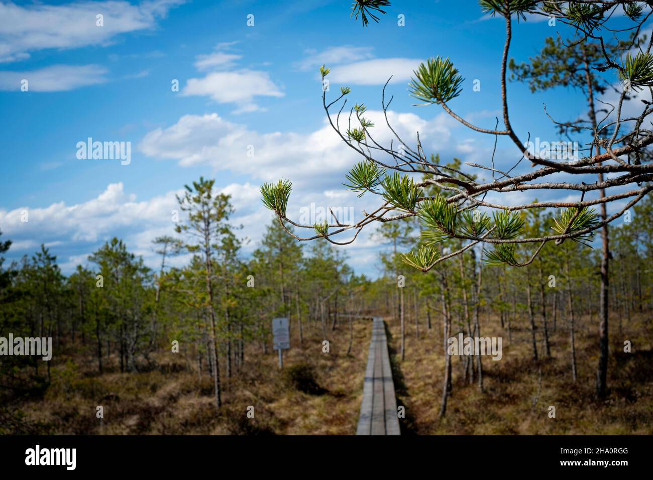 Straße zum estnischen Moor im April Stockfoto