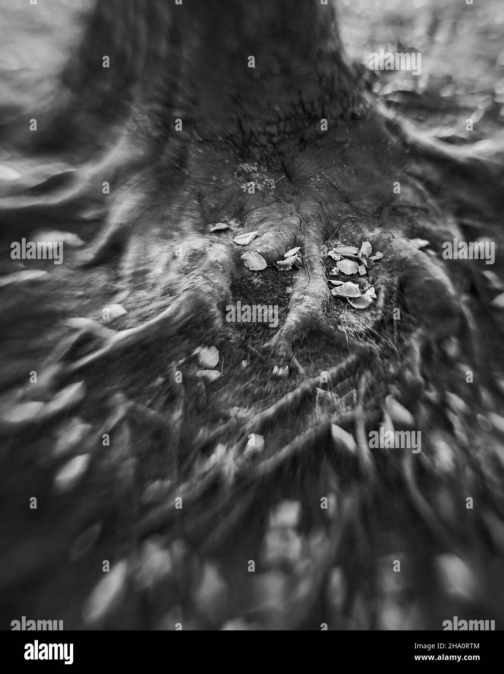 Herbst, Herbst, Blatt, Blätter, Baum, Baumstamm, schwarz und weiß, launisch Stockfoto