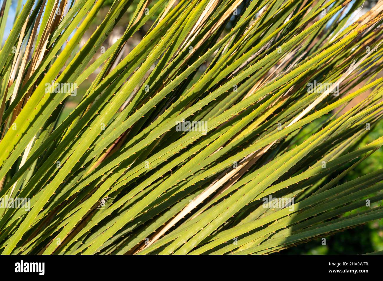 Dasylirion ist eine Gattung nordamerikanischer Pflanzen aus der Familie des Spargels, der in Mexiko aus der Nähe beheimatet ist Stockfoto
