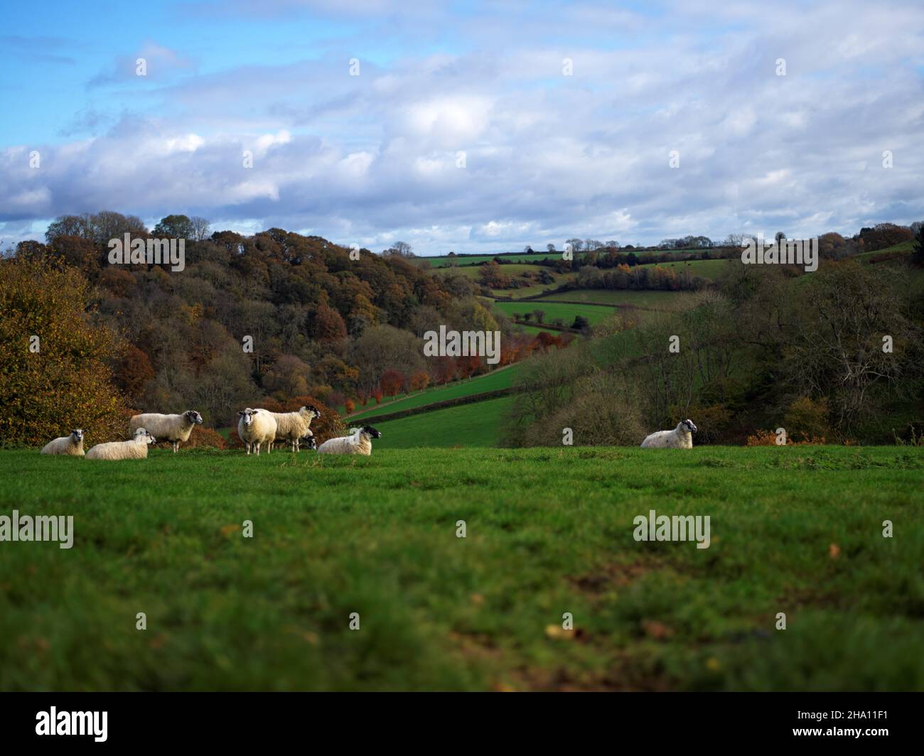 Schafe weiden und ruhen auf einer Wiese in Somerset, England, flache Tiefe des Feldes akzentuiert diese ruhige Landschaft. Stockfoto