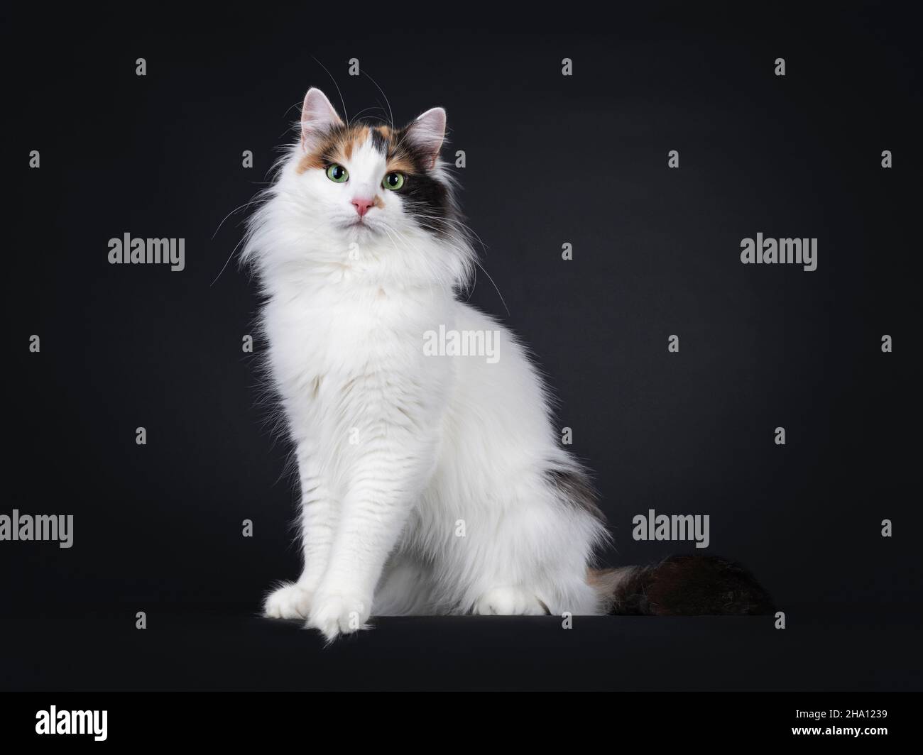 Erwachsene Tortie Türkisch Van Katze, sitzend Seitenwege. Blick auf die Kamera mit hypnotisierenden grünen Augen. Isoliert auf schwarzem Hintergrund. Stockfoto