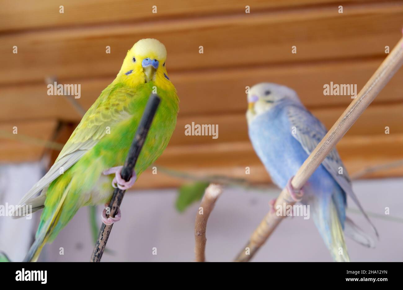 Wie Oft Brüten Wellensittiche Im Jahr Bunte wellensittiche -Fotos und -Bildmaterial in hoher Auflösung – Alamy