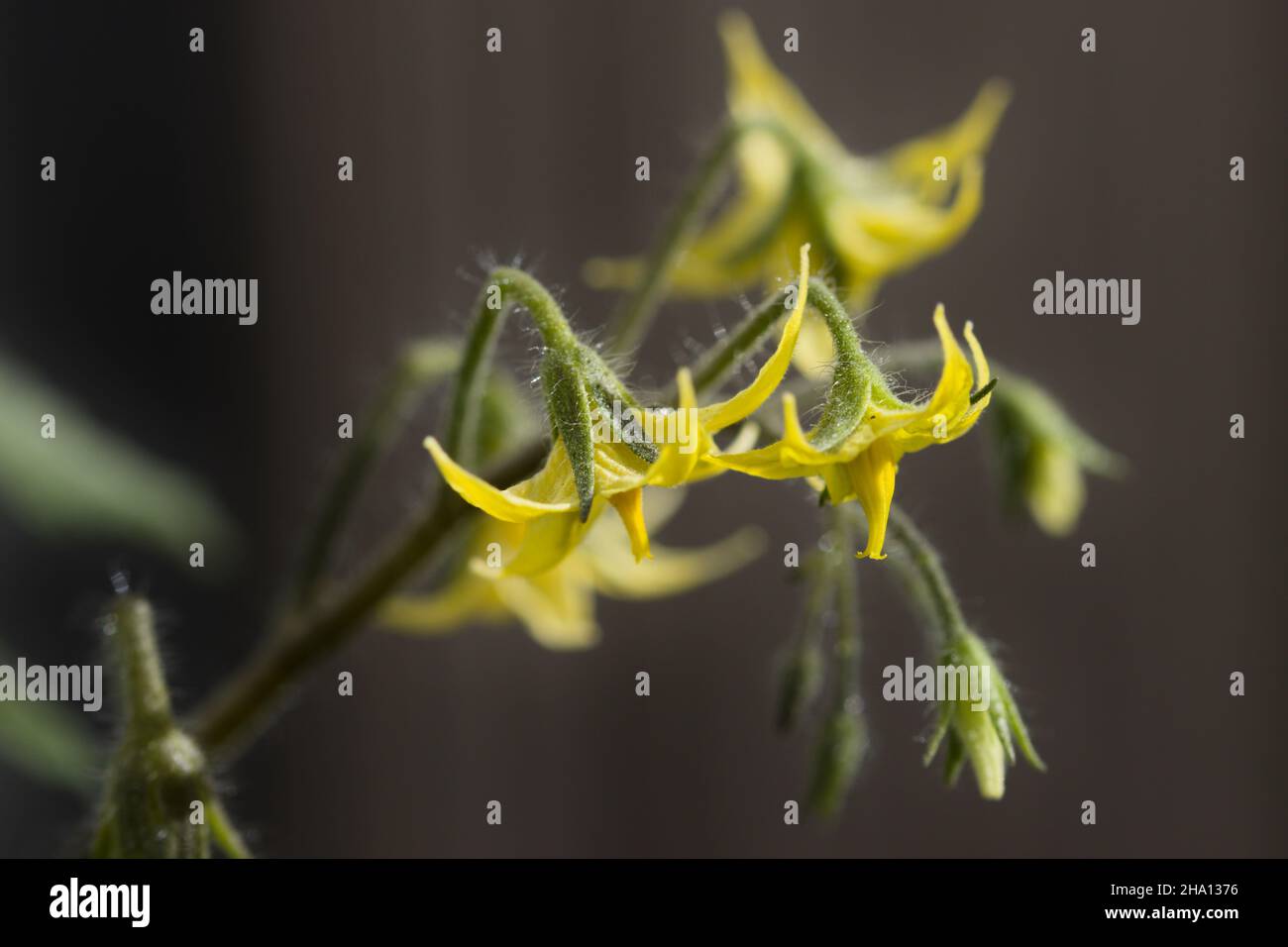 Bild der Blumen einer Tomatenpflanze mit Kirschtomate und dunklem Hintergrund Stockfoto
