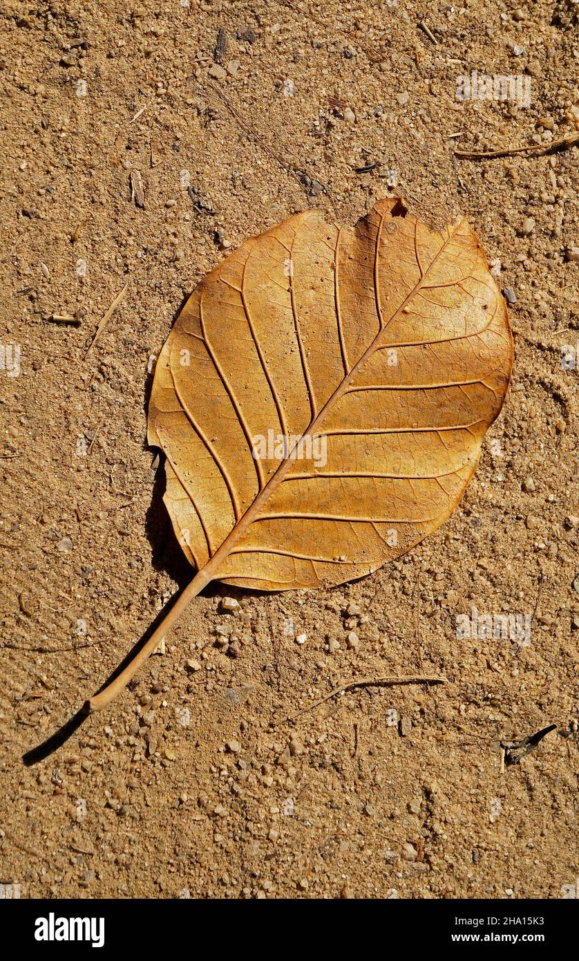 Getrocknetes Blatt im Boden Stockfoto