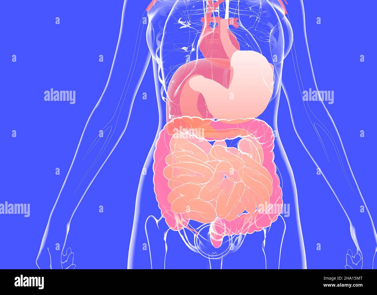 Bild Von Den Inneren Organen www.alamy.de
