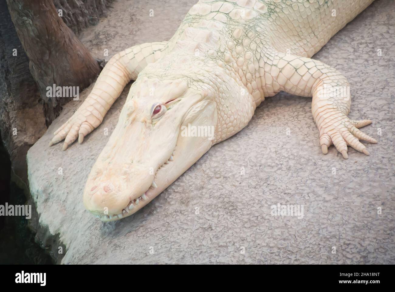 Albino American Alligator an der California Academy of Sciences, San Francisco Stockfoto