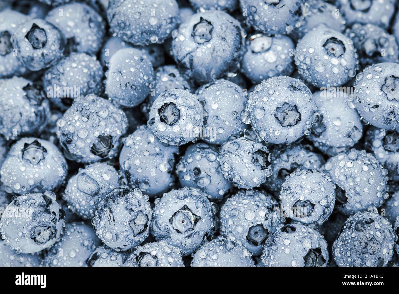 Heidelbeerfrucht Hintergrund, frische reife Beeren im Vollbildformat Stockfoto