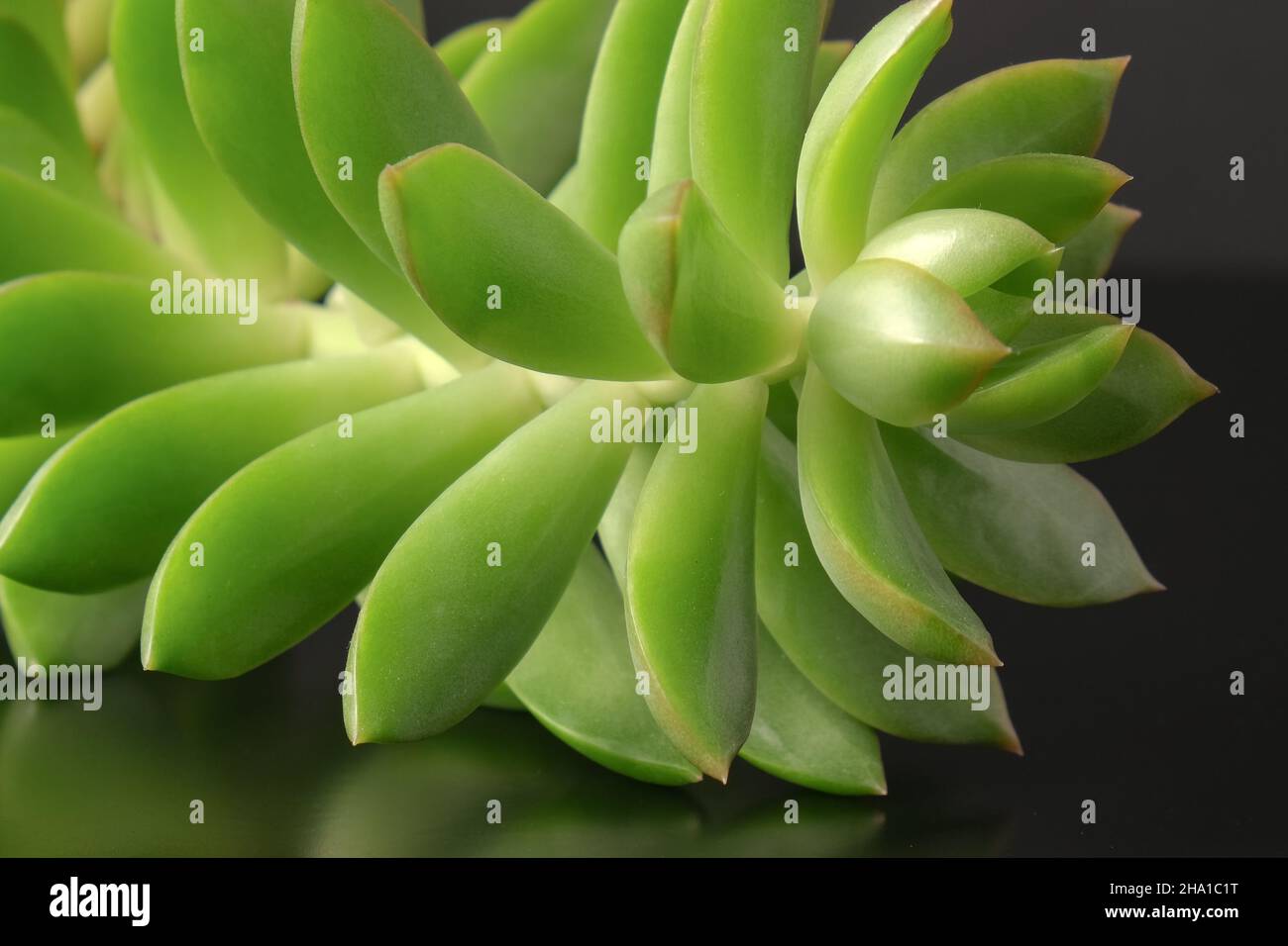 Fraktales Muster aus Stamm und fleischigen Blättern von sukkkkulenten Echeveria Nahaufnahme Topfpflanze im Innenbereich auf dunklem Glashintergrund. Stockfoto