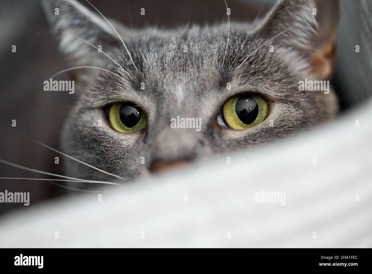 Augen einer grauen gestromten Katze Stockfoto