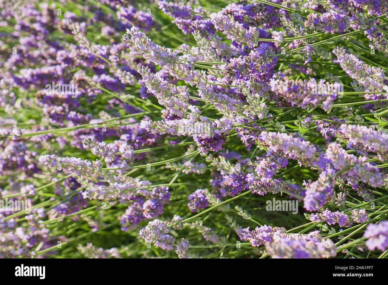 Feld von verschwommenem Französisch lila duftenden Lavendel, Lavandula angustifolia oder Lavandula officinalis Stockfoto