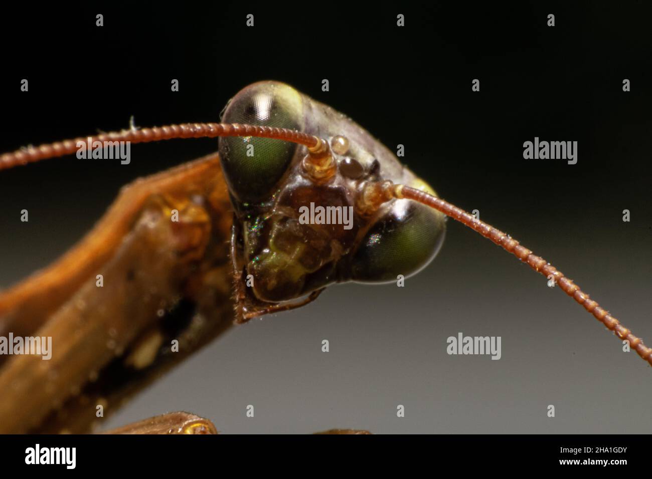 Praying Mantis Kopf und große Augen, Makrofotografie von Insekten. Bräunliche Mantis mit grünlich großen Augen. Mantis Look. Stockfoto
