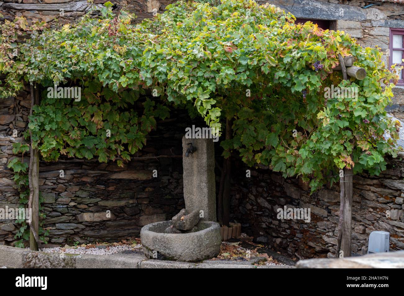 Blick auf das alte Dorf Provesende im Herzen des Douro-Flusstals im Herbst, Weinherstellung in Portugal Stockfoto