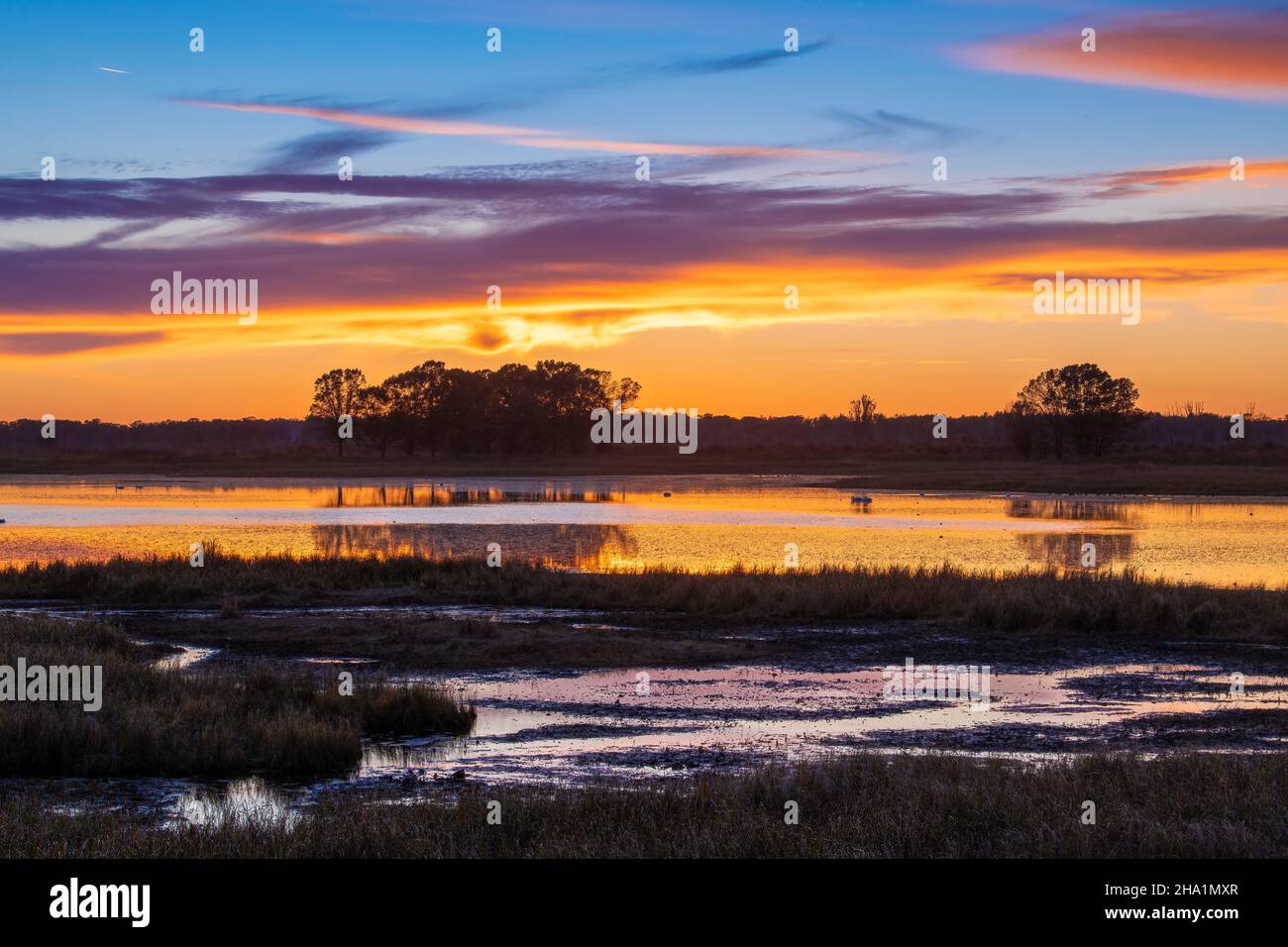 Trompeter Swans (Cygnus buccinator) im Teich bei Sonnenuntergang, Crex Meadows Wildlife Management Area, WI, USA, von Dominique Braud/Dembinsky Photo Assoc Stockfoto