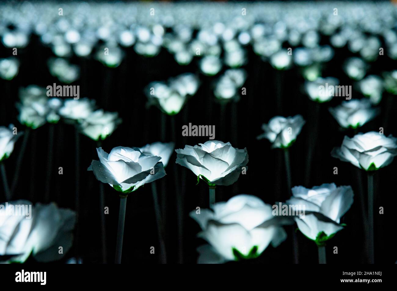 4. DEZEMBER 2021 - "Weiße Rosen" blühen auf einem Feld in der Nacht in der Provinz Zhejiang, China, 4. Dezember 2021. Stockfoto