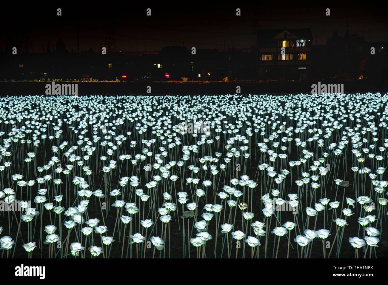 4. DEZEMBER 2021 - "Weiße Rosen" blühen auf einem Feld in der Nacht in der Provinz Zhejiang, China, 4. Dezember 2021. Stockfoto