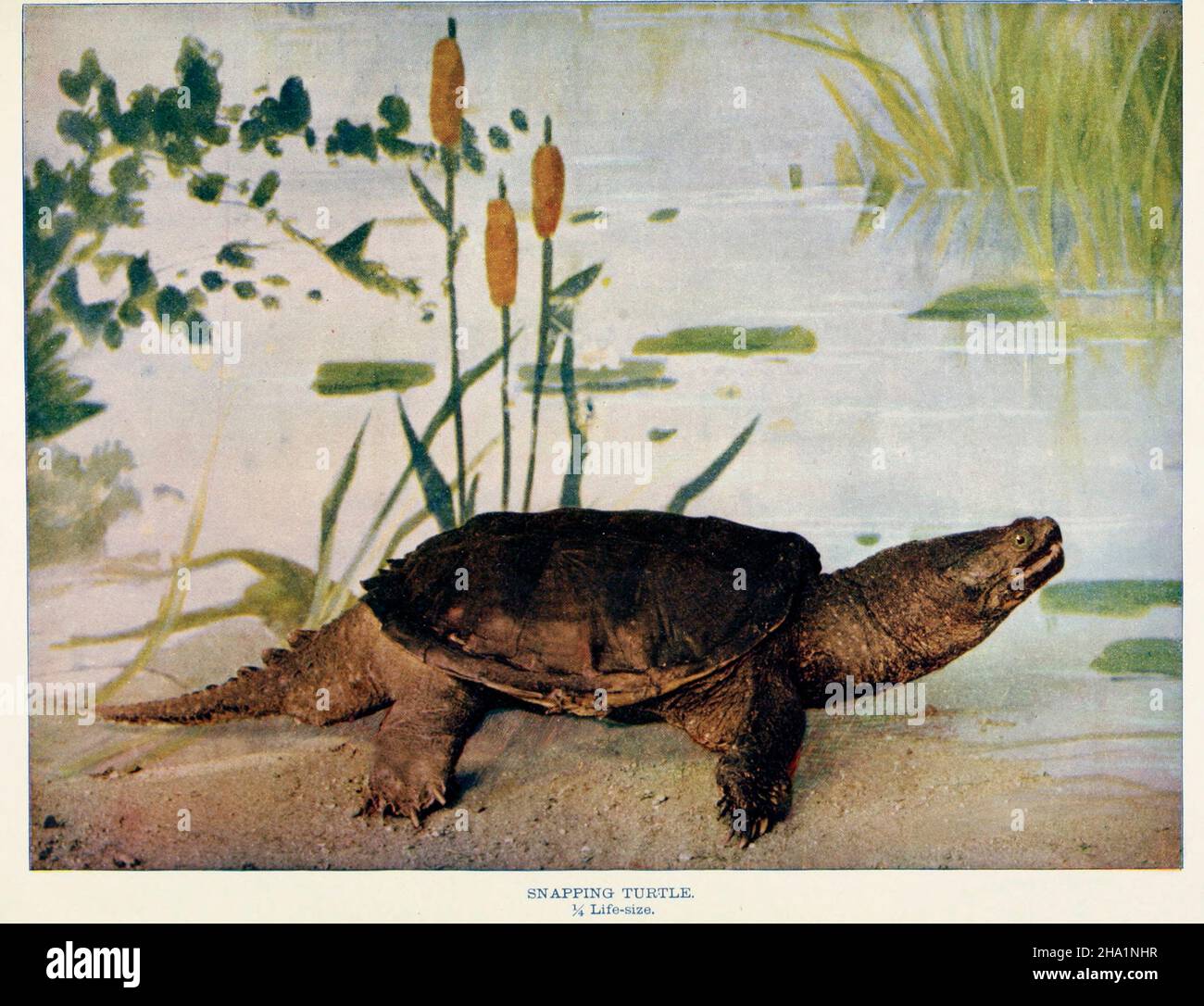 Schnappschildkröte 1/4 Lebensgröße Stockfoto