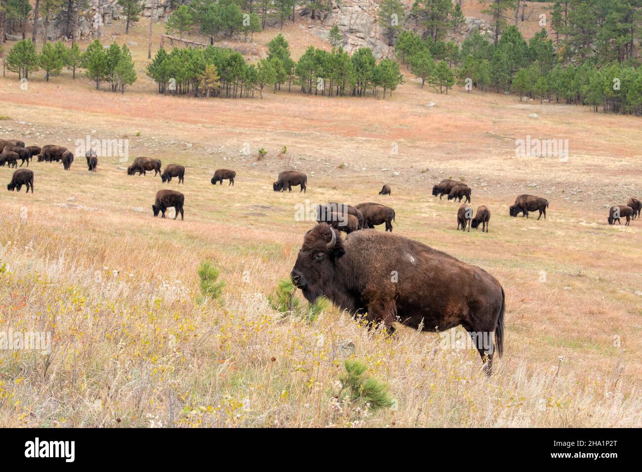Bison (Bison Bison) reibt seinen Kopf auf einem Kiefernsappling. Custer SP, South Dakota, Spätherbst, USA, von Dominique Braud/Dembinsky Photo Assoc Stockfoto Bison (Bison Bison) reibt seinen Kopf auf einem Kiefernsappling. Custer SP, South Dakota, Spätherbst, USA, von Dominique Braud/Dembinsky Photo Assoc Stockfoto