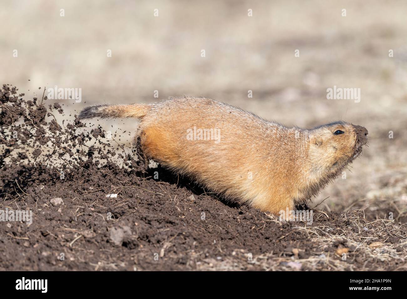 Ein Schwarzschwanz-Präriehund (Cynomys ludovicianus), der Schmutz in der Nähe des Einganges der Höhle, Autumn, Wind Cave National Park, South Dakota, USA, von Dominique B. Stockfoto Ein Schwarzschwanz-Präriehund (Cynomys ludovicianus), der Schmutz in der Nähe des Einganges der Höhle, Autumn, Wind Cave National Park, South Dakota, USA, von Dominique B. Stockfoto