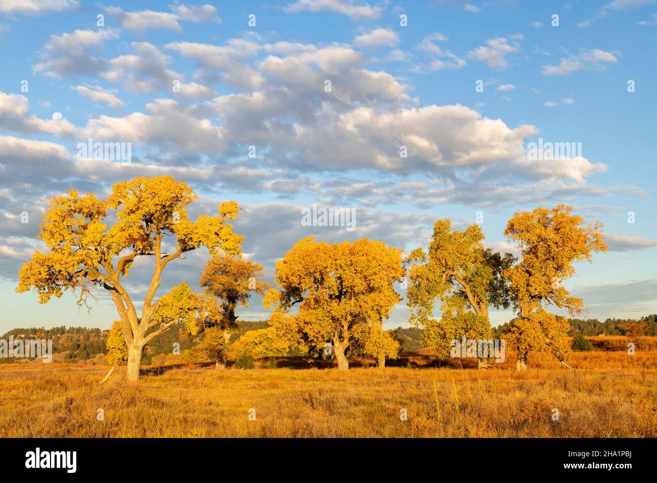 Mond und Mule Deer, Ft. Niobrara NWR, Valentine, Nebraska, USA, von Dominique Braud/Dembinsky Photo Assoc Stockfoto