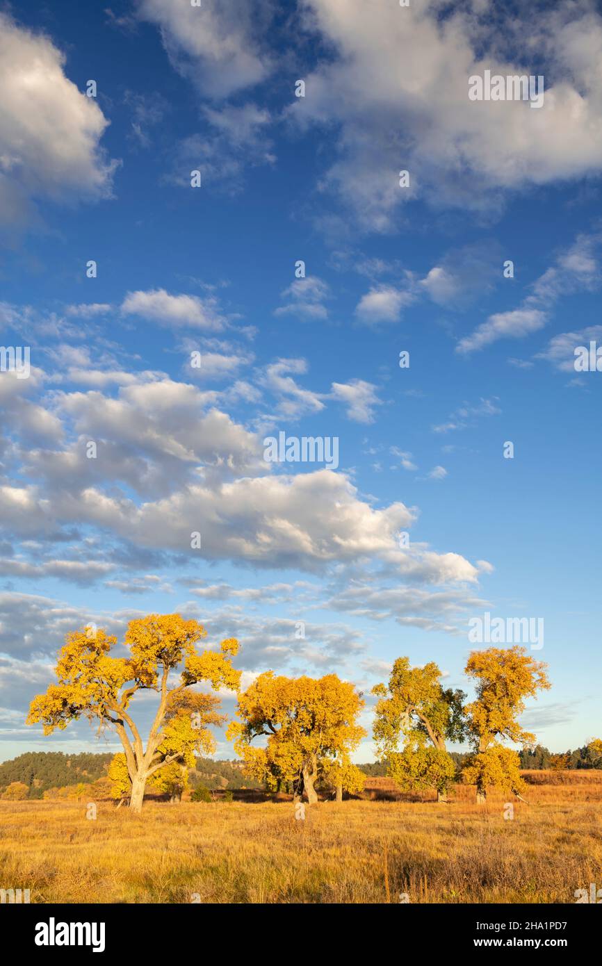 Ft. Niobrara NWR, Valentine, Nebraska, USA, von Dominique Braud/Dembinsky Photo Assoc Stockfoto