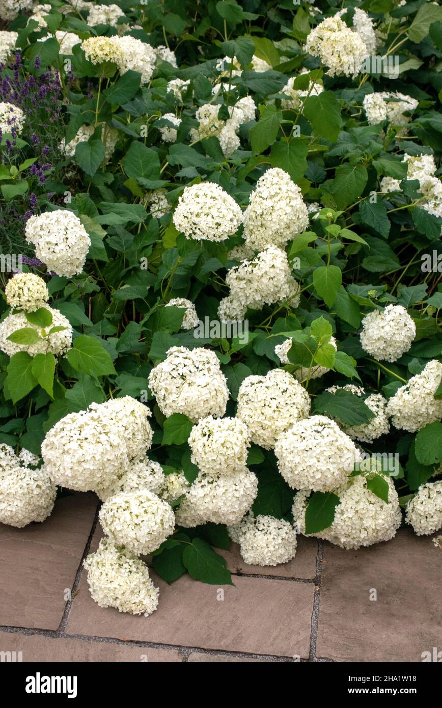 Glatte Hortensien weißen Gartenblumen neben Stein Terrasse Stockfoto