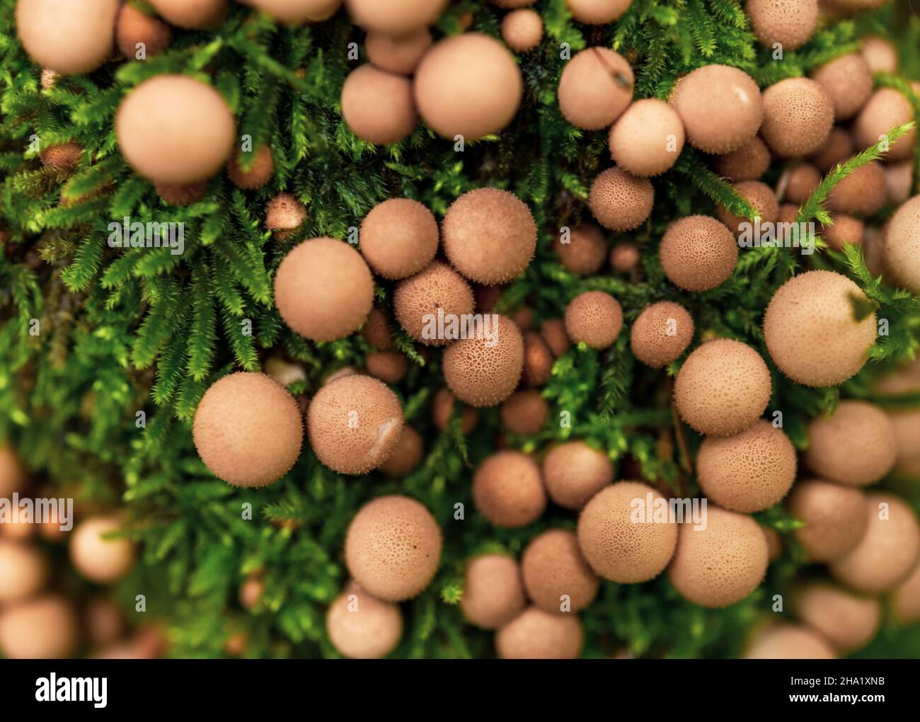 Selektiver Fokus von blasenartigen Pilzen in Moos im Shenandoah National Park Stockfoto