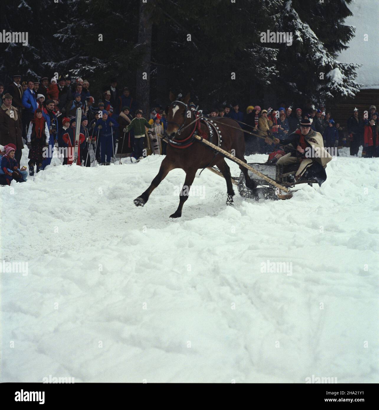 Bukowina Tatrzañska 02,1984. W trakcie karnawa³u góralskiego odbywaj¹ siê tzw. Kumoterki, konne wyœcigi ma³ych sañ dwuosobych par góralskich: Kumotra (steruje saniami) i kumoszki (balansuje cia³em). js PAP/Jerzy Ochoñski Dok³adny dzieñ wydarzenia nieustalony. Bukowina Tatrzanska Februar 1984. Pferdekarren-Rennen mit zwei Sitzen während des Highlanders-Festivals. js PAP/Jerzy Ochonski Veranstaltungsdatum unbekannt. Stockfoto