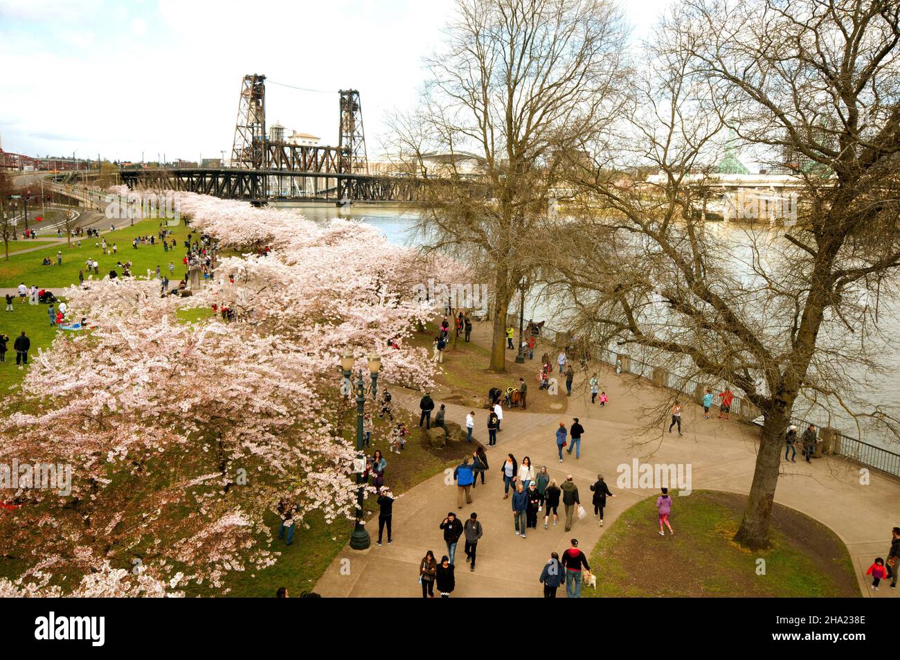 Kirschbäume entlang der Wasserfront. Portland, Oregon Stockfoto