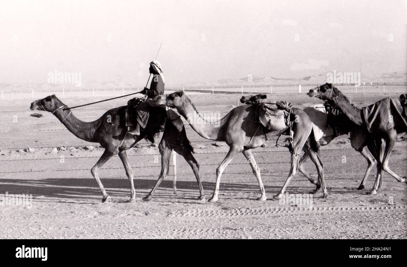 Beduinen und Kamele, al-Ain Road, 1970s, Abu Dhabi, VAE Stockfoto