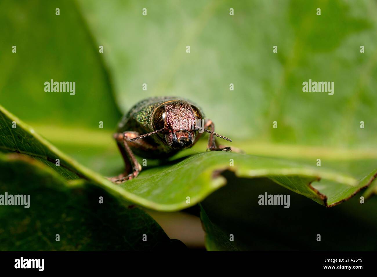 Grünkäfer Gesicht Porträt Nahaufnahme, Chrysochroa kaupii, Buprestidae, Pune Maharashtra, Indien Stockfoto