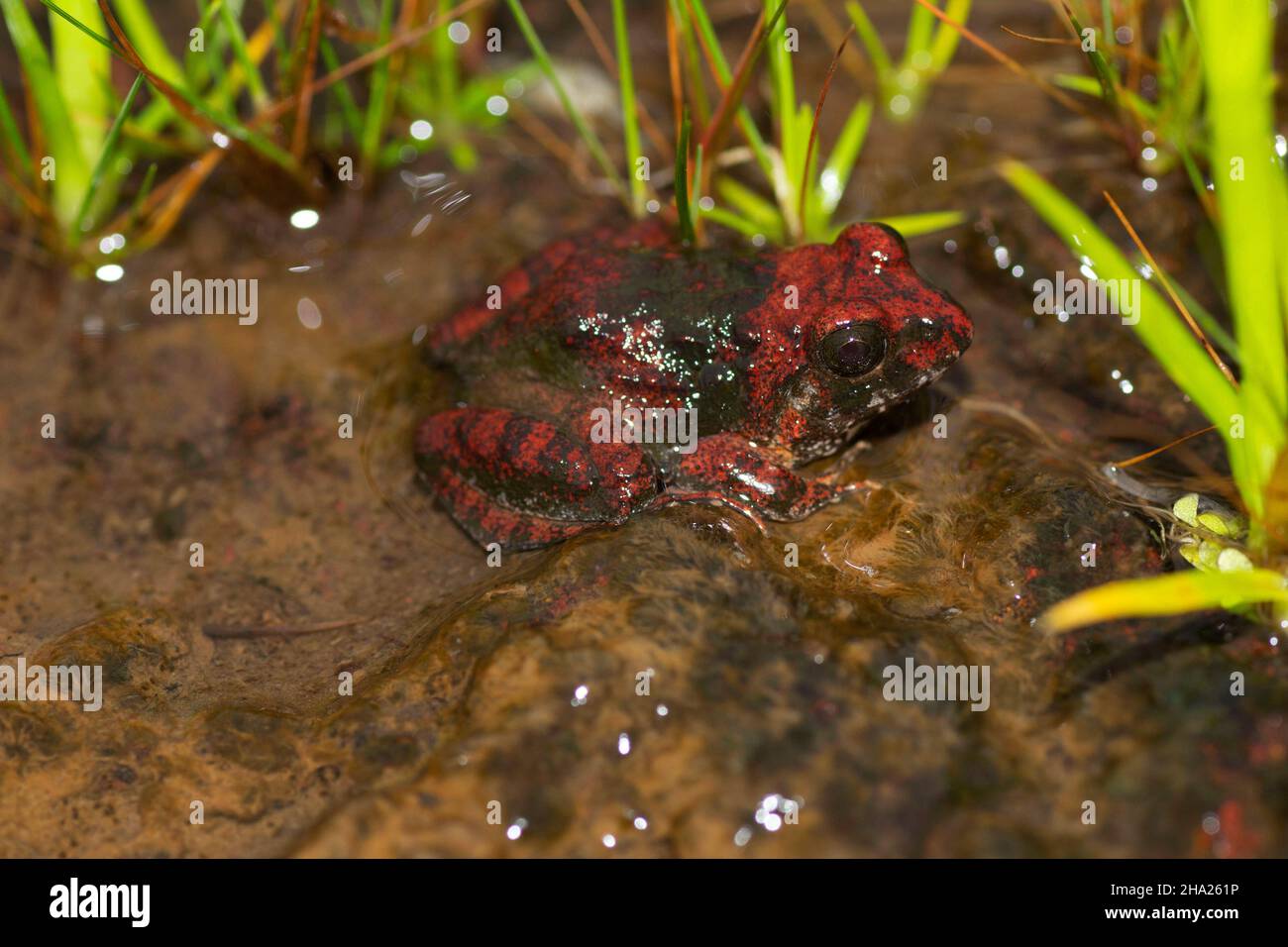 Rote Farbe Cricket Frog in Stream, Fejervarya sp., Goa, Indien Stockfoto