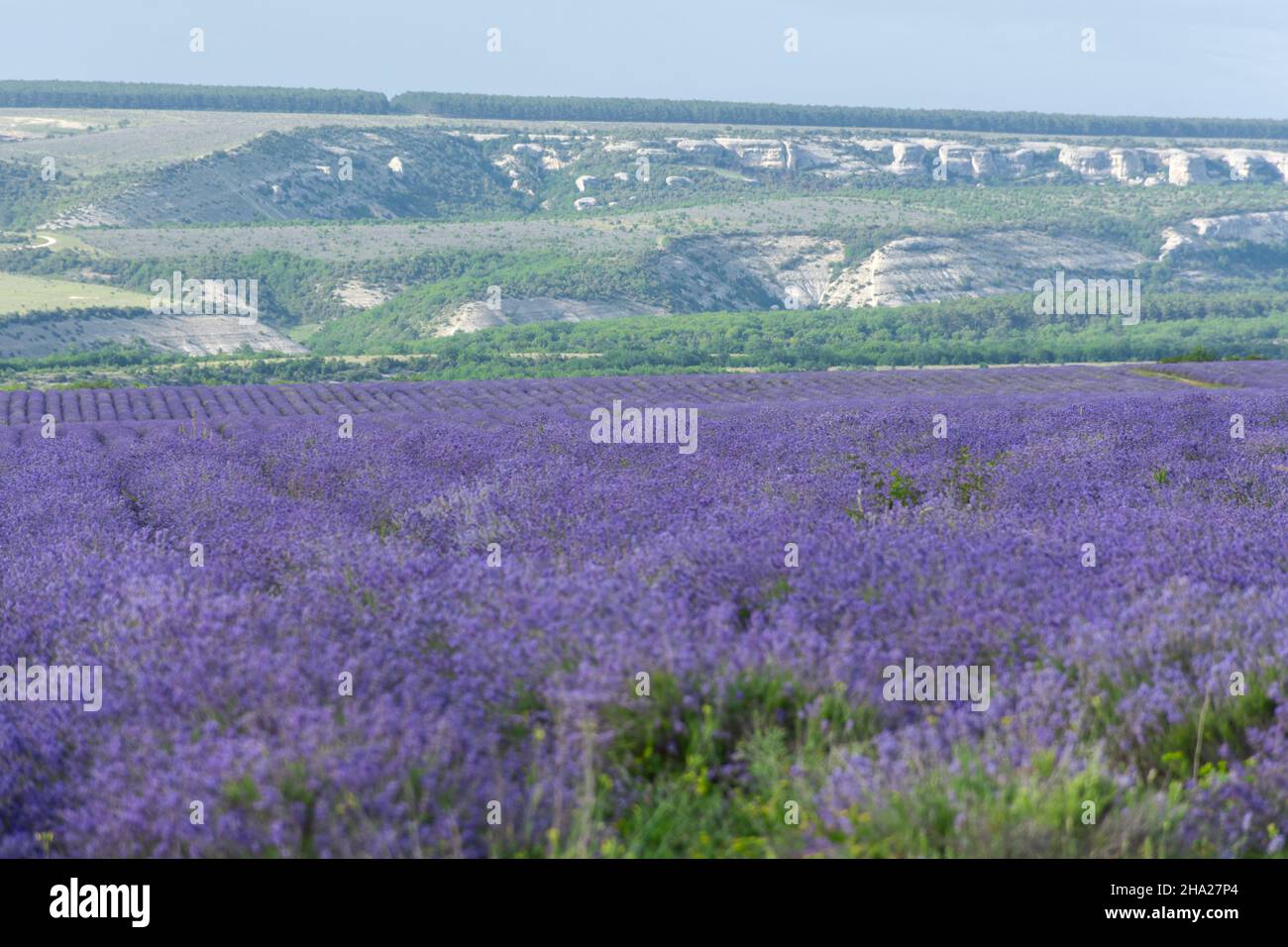 Lavendelfeld Landschaft. Die Farbe des Jahres 2022 ist sehr periblauviolett. Eine gerade Reihe von blass-violetten Blüten. Stimmungsvoller Sommer mit Blumenmustern Stockfoto