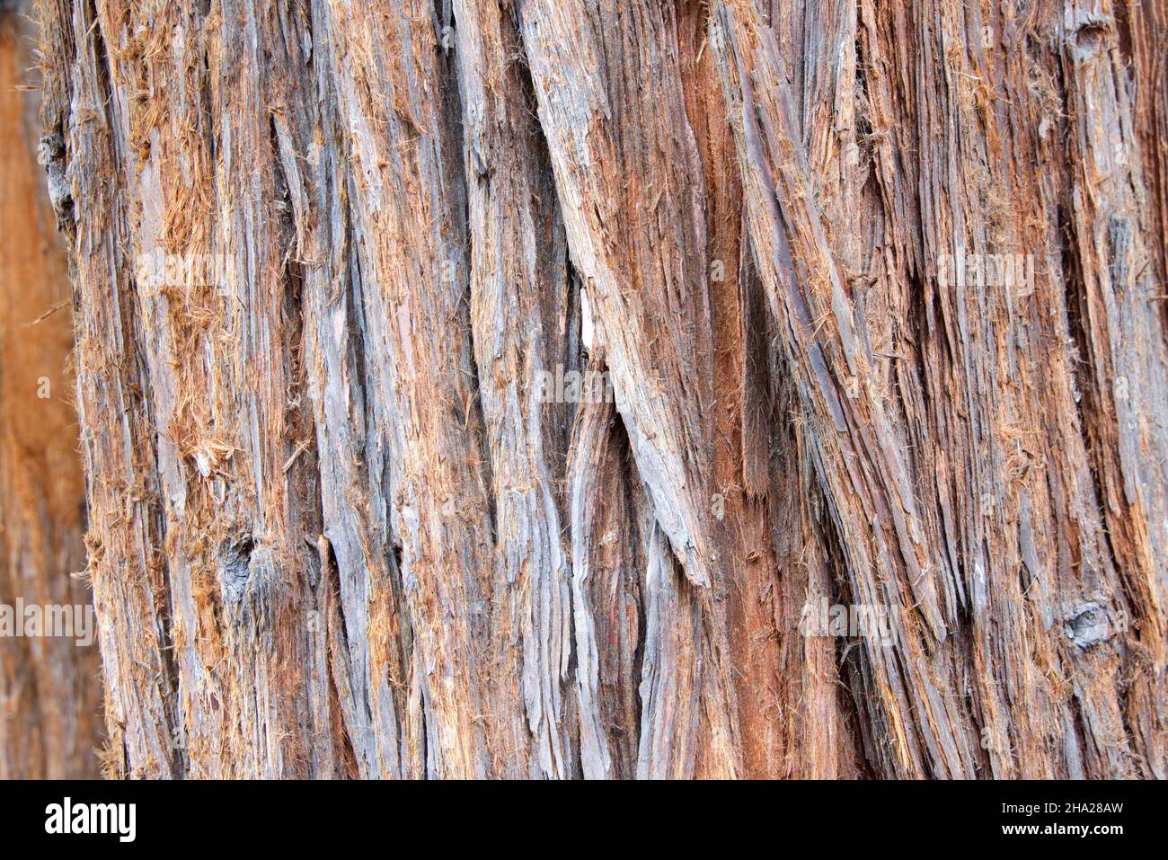 Nahaufnahme des Hintergrundes von Coastal Redwood, Sequoia sempervirens, Baumrinde. Von Oregon bis zur kalifornischen Küstenregion beheimatet. Stockfoto