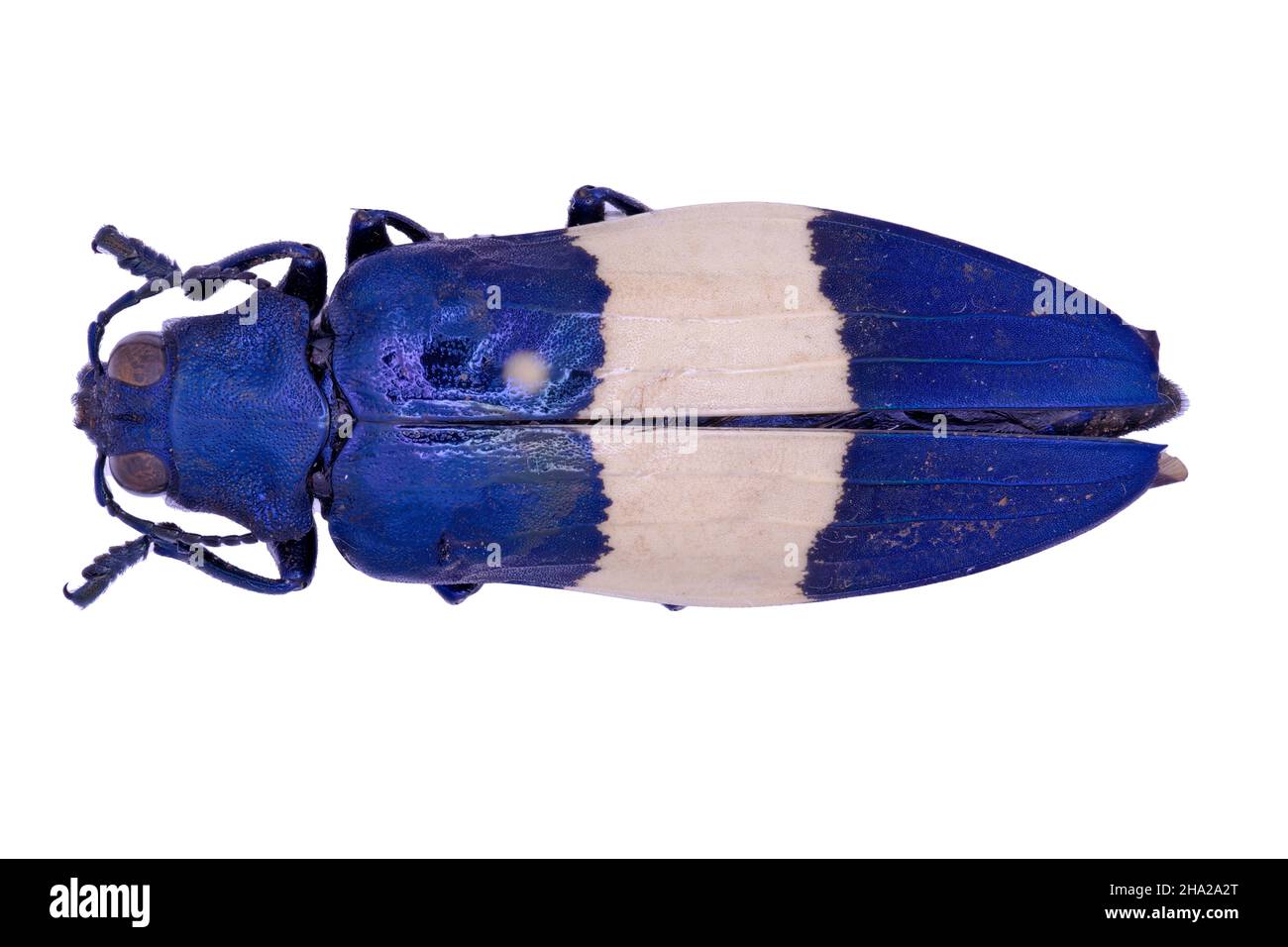 Chrysochroa buqueti rugicollis Fotos und Bildmaterial in hoher