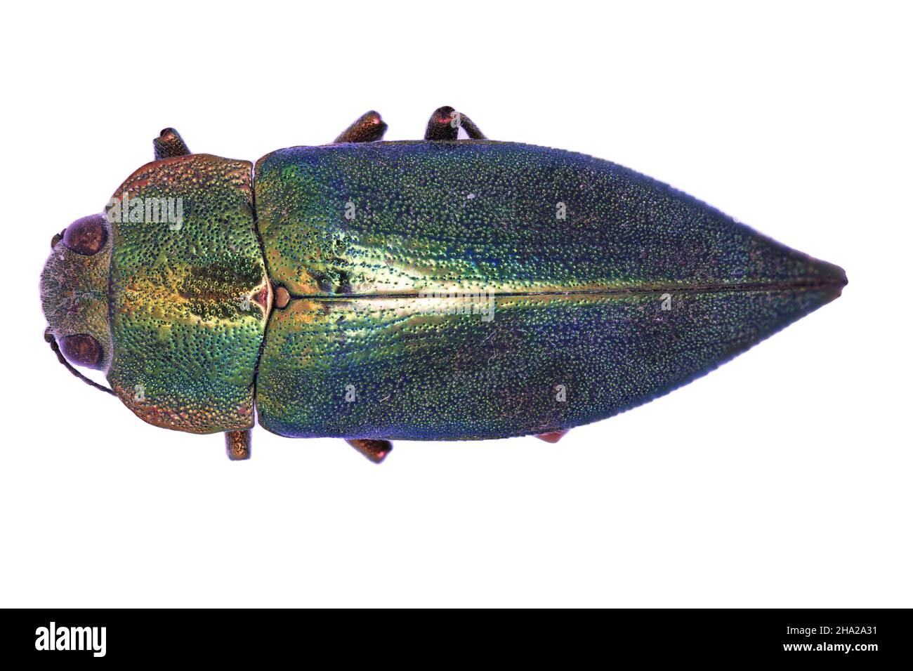 Buprestid Latipalpis plana aus Südfrankreich in der Nähe Stockfoto